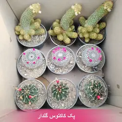 خرید ارزان پک کاکتوس گلدار | پک 9 عددی کیفیت عالی