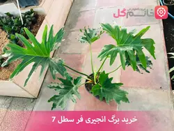 خرید گل برگ انجیری فر سطل 7 | قیمت گل برگ انجیری بزرگ