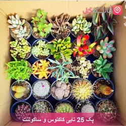 خرید پک 25 تایی کاکتوس و ساکولنت سایز 6 | لیست قیمت کاکتوس