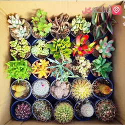خرید پک 25 تایی کاکتوس و ساکولنت سایز 6 | لیست قیمت کاکتوس