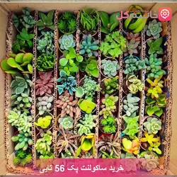 خرید پک 56 تایی ساکولنت | فروش ساکولنت های خاص - خانم گل