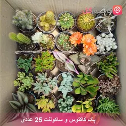 خرید پک کاکتوس و ساکولنت سایز 6 | ارسال سریع برای تهران، کرج
