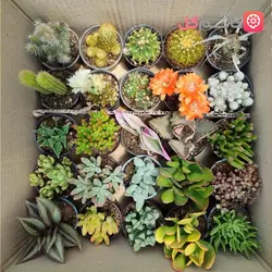 خرید پک کاکتوس و ساکولنت سایز 6 | ارسال سریع برای تهران، کرج