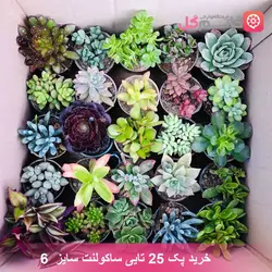 خرید پک 25 تایی ساکولنت سایز | قیمت گل ساکولنت - خانم گل