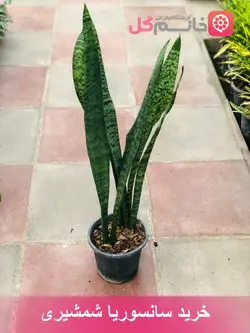 خرید گل سانسوریا سبز سطل 4 | ارتفاع بالای 1 متر - خانم گل