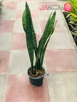 خرید گل سانسوریا سبز سطل 4 | ارتفاع بالای 1 متر - خانم گل