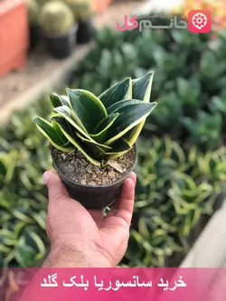 خرید و قیمت گل سانسوریا بلک گلد سایز 12 - خانم گل