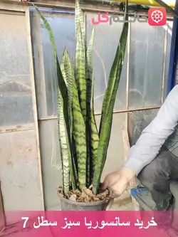 خرید و قیمت سانسوریا سبز سطل 7 | ارتفاع بالای / متر