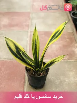 سانسوریا گلد فلیم