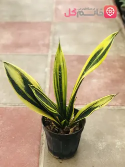 سانسوریا گلد فلیم