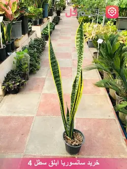 خرید گل سانسوریا ابلق سطل ۴ | گل سانسوریا قیمت - خانم گل