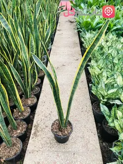 خرید گل سانسوریا ابلق سطل ۴ | گل سانسوریا قیمت - خانم گل