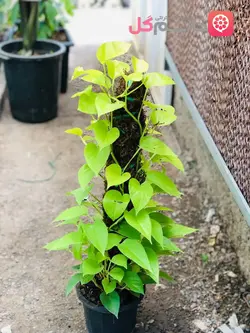 خرید و قیمت پتوس نئون چوبدار ارتفاع بالای 1 متر