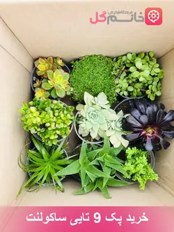 خرید پک 9 عددی ساکولنت سایز 12 ارسال به سراسر کشور