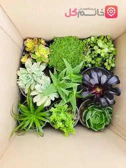 خرید پک 9 عددی ساکولنت سایز 12 ارسال به سراسر کشور