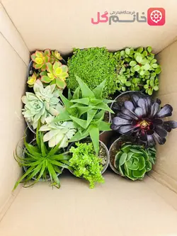 خرید پک 9 عددی ساکولنت سایز 12 ارسال به سراسر کشور