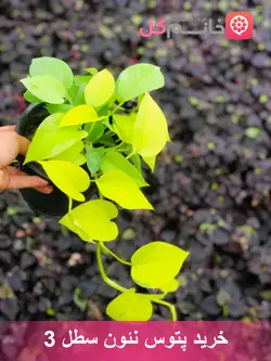 خرید گل پتوس نئون سطل 3 | گیاهی بسیار زیبا گلدون پر