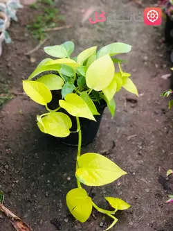 خرید گل پتوس نئون سطل 3 | گیاهی بسیار زیبا گلدون پر