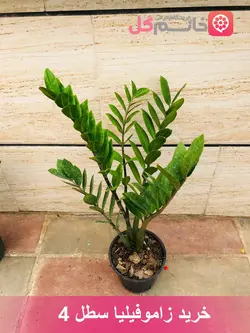 خرید و قیمت گل زاموفیلیا سبز سطل 4 کیفیت عالی