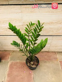 خرید و قیمت گل زاموفیلیا سبز سطل 4 کیفیت عالی