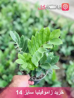 زاموفیلیا سایز 14