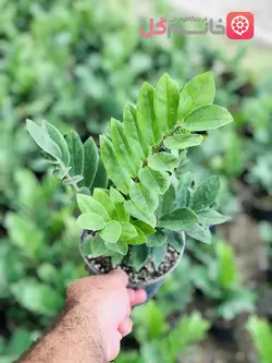 زاموفیلیا سایز 14