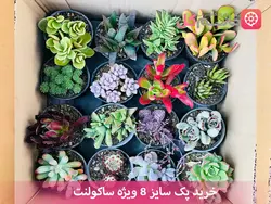 خرید ساکولنت های رنگی | انواع گل ساکولنت | فروش ساکولنت خاص