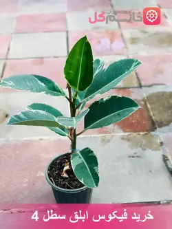 فیکوس ابلق سطل 4