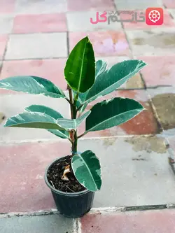 فیکوس ابلق سطل 4