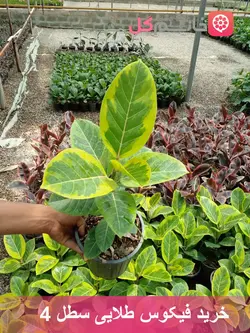 قیمت فیکوس طلایی سطل 4 ریشه پر و ارسال سریع به تهران و کرج