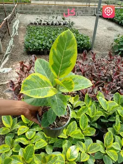 قیمت فیکوس طلایی سطل 4 ریشه پر و ارسال سریع به تهران و کرج