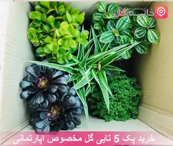 خرید و قیمت پک 5 تایی گل مخصوص اپارتمانی