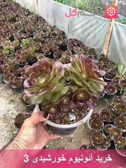 آئونیوم خورشیدی سطل 3