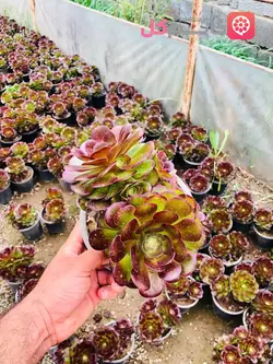 آئونیوم خورشیدی سطل 3