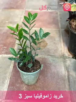 خرید گل زاموفیلیا سطل 3 | قیمت زاموفیلیا سایز کوچیک