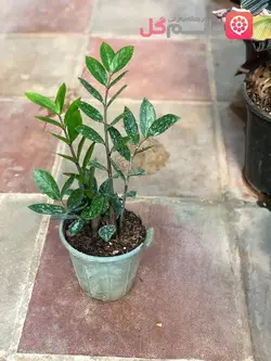 خرید گل زاموفیلیا سطل 3 | قیمت زاموفیلیا سایز کوچیک