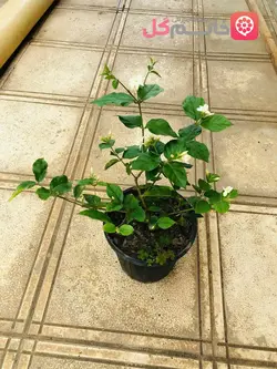 خرید یاس رازقی گیاه رونده و خوشبو | خرید بدون واسط از گلخونه