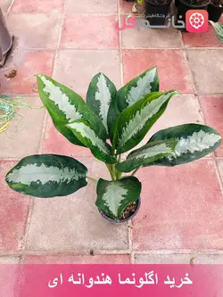 خرید و قیمت گل اگلونما هندوانه ای سطل 4 ارسال سریع