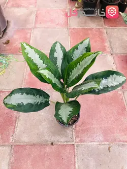 خرید و قیمت گل اگلونما هندوانه ای سطل 4 ارسال سریع