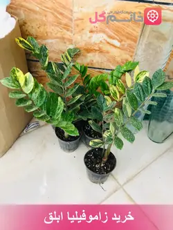 خرید گل زاموفیلیا ابلق کیفیت عالی رنگ خاص | گلدون بزرگ و پر