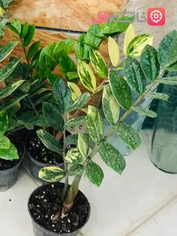 خرید گل زاموفیلیا ابلق کیفیت عالی رنگ خاص | گلدون بزرگ و پر