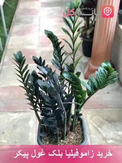 خرید و قیمت گل زاموفیلیا بلک غول پیکر | جعبه ای 30*30