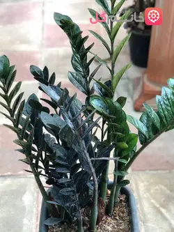 خرید و قیمت گل زاموفیلیا بلک غول پیکر | جعبه ای 30*30