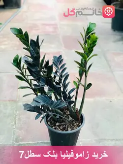 قیمت گل زاموفیلیا بلک سطل 7 | خرید در سایزهای بزرگ و کوچک