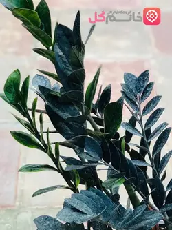 قیمت گل زاموفیلیا بلک سطل 7 | خرید در سایزهای بزرگ و کوچک