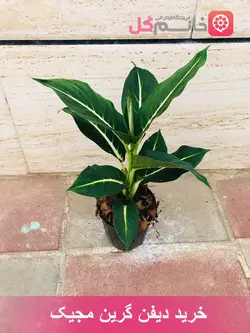 خرید و قیمت گل دیفن گرین مجیک سایز 14