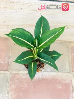 خرید و قیمت گل دیفن گرین مجیک سایز 14