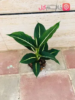 خرید و قیمت گل دیفن گرین مجیک سایز 14