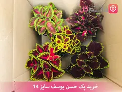 پک 5 تایی حسن یوسف سایز 14 | انواع حسن یوسف