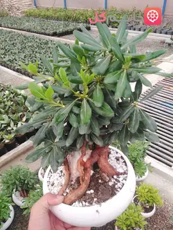 خرید و قیمت گل میخک هندی در گلدان سرامیکی | ارسال سریع